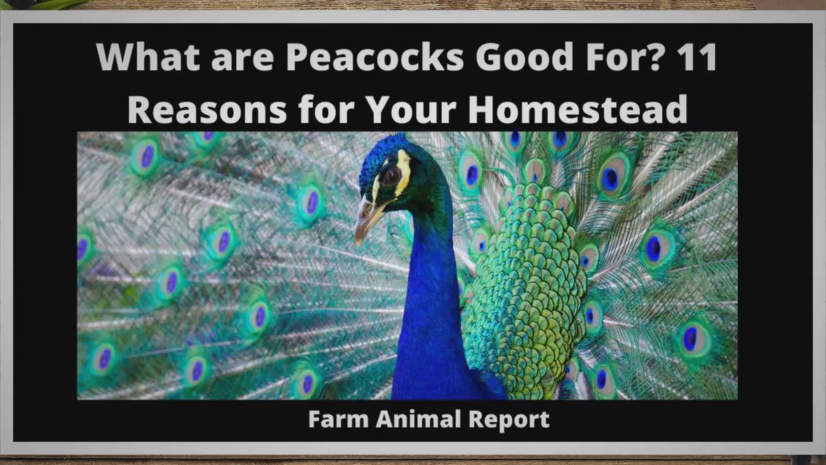 Ruffled feathers: family's peacocks annoy neighbors