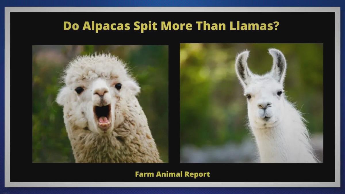 Do Alpacas Spit More Than Llamas| Spit