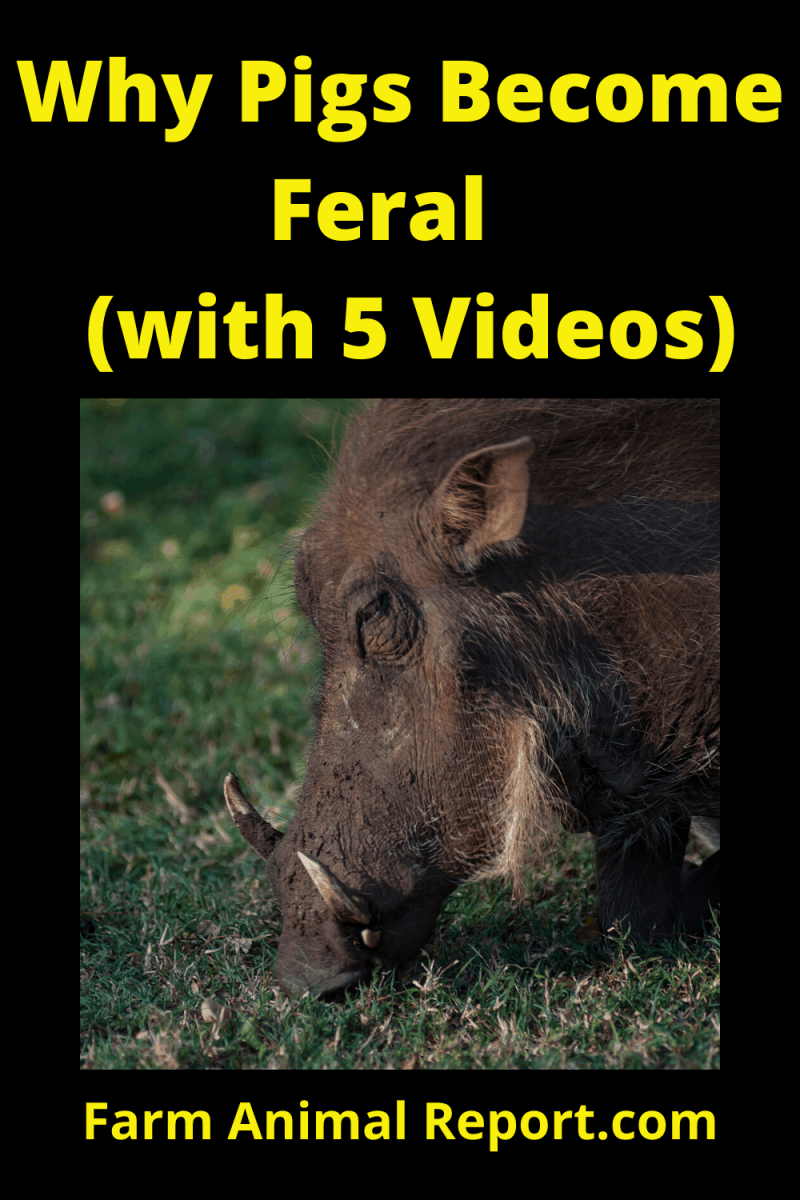 how-why-pigs-become-feral-farm-animal-report