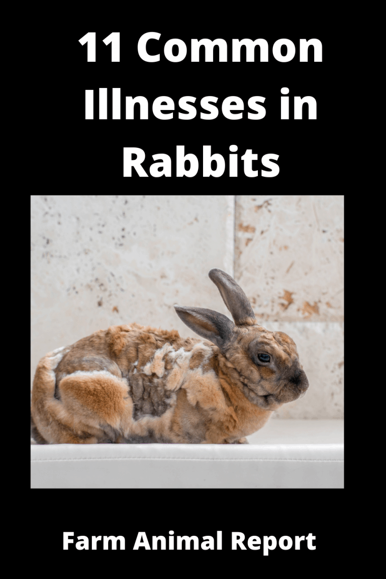 11 Common Illnesses In Rabbits **PREVENTION**