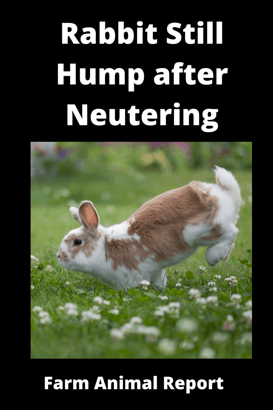 Rabbit Still Mount After Neutering (2024) - **HUMPING**