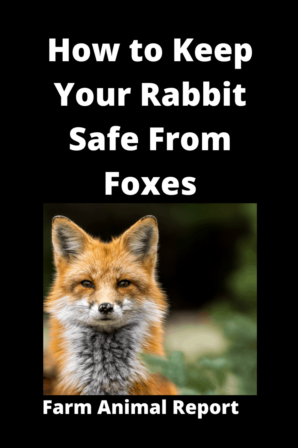 Rabbit Hutch Fox Proof (2024)| Fox Proof Rabbit Hutches | Rabbits ...