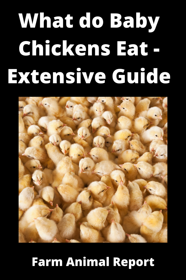 Gallery Detail: What Do Baby Chickens Eat Breakfast