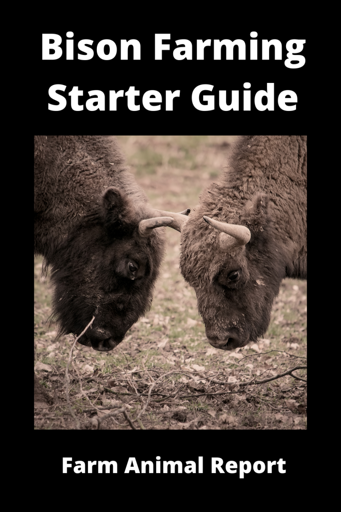 Bison Farming Starter Guide: 15 things you'll need 2