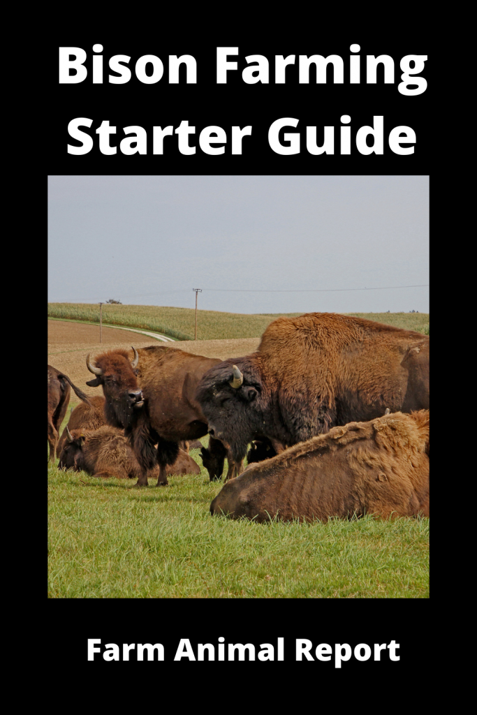 Bison Farming Starter Guide: 15 things you'll need 4