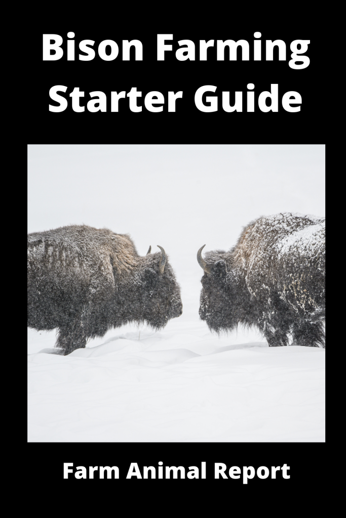 Bison Farming Starter Guide: 15 things you'll need 1