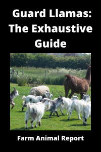 Guard Llamas: The Exhaustive Guide