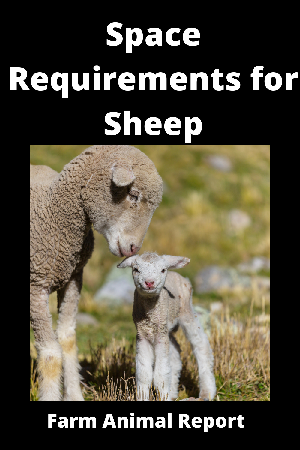 How Much Space Do Sheep Need? - Farm Animal Report