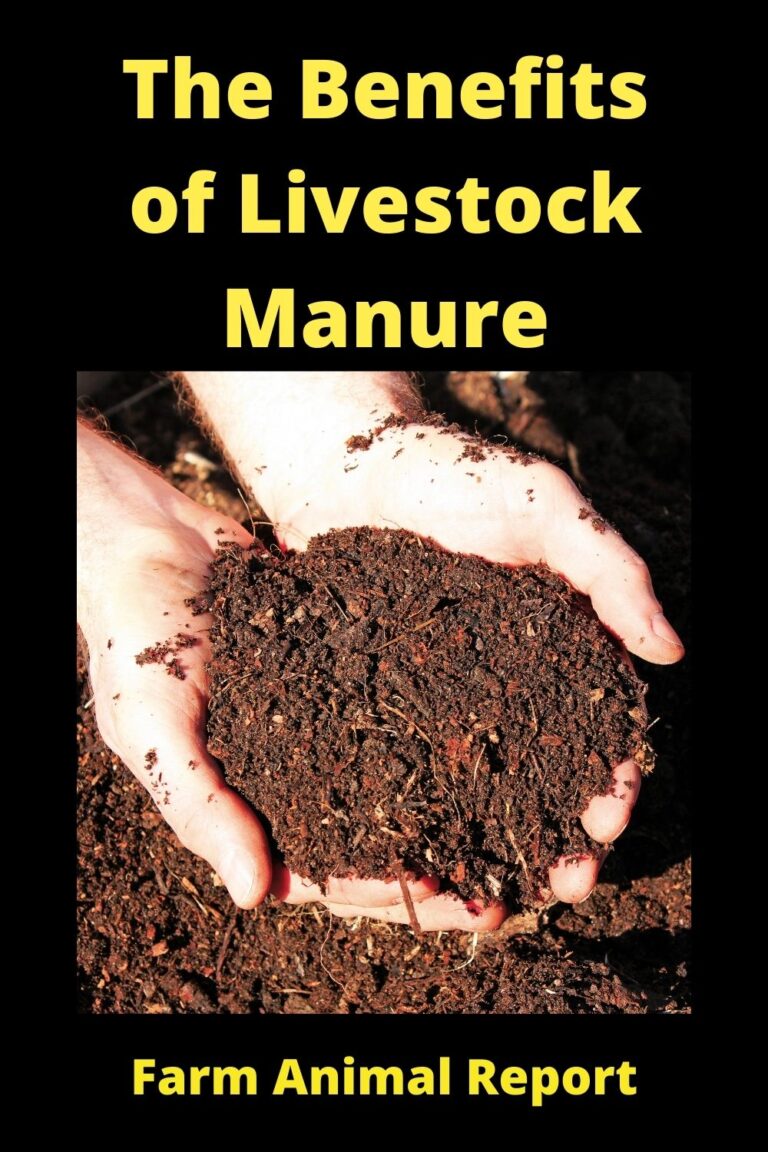 The Benefits Of Livestock Manure