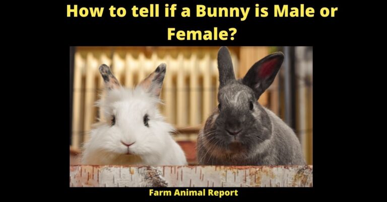 How To Tell If A Bunny Is Male Or Female? | Female Rabbit Anatomy