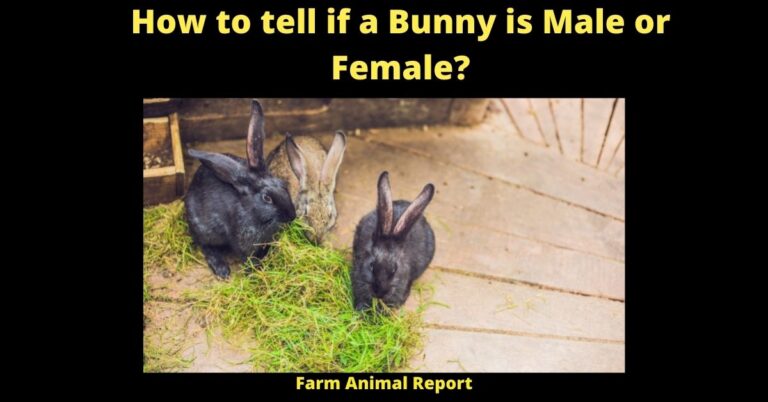 How To Tell If A Bunny Is Male Or Female? | Female Rabbit Anatomy