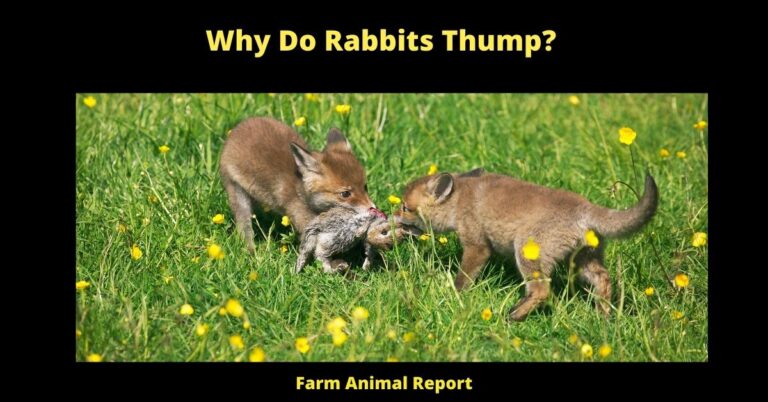 9 Reasons: Why Do Rabbits Thump | Rabbit | Thumping