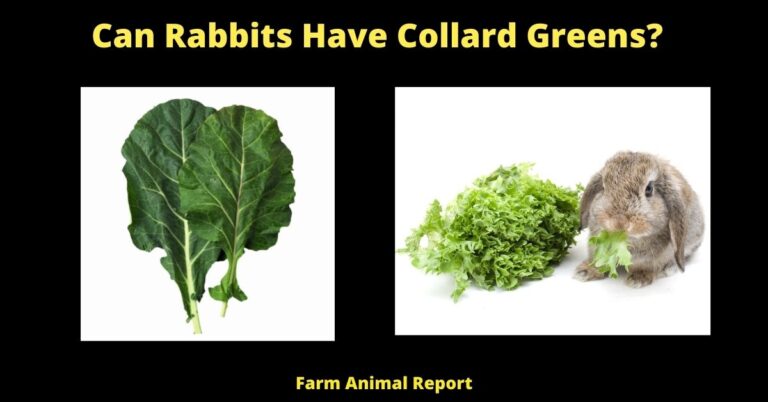 Can Rabbits Eat Collard Green Leaves photo