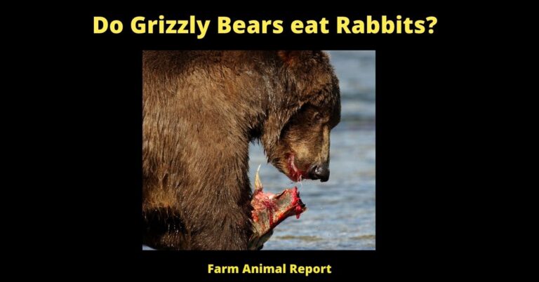 Appetizer: Do Bears Eat Rabbits (2024) | Rabbit | Rabbits | Bear Eat | PDF