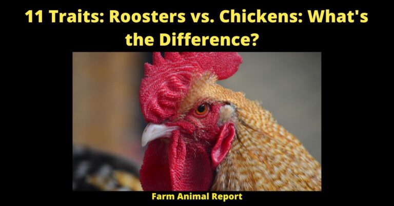 11 Traits: Roosters Vs. Chickens: Vent Sexing?