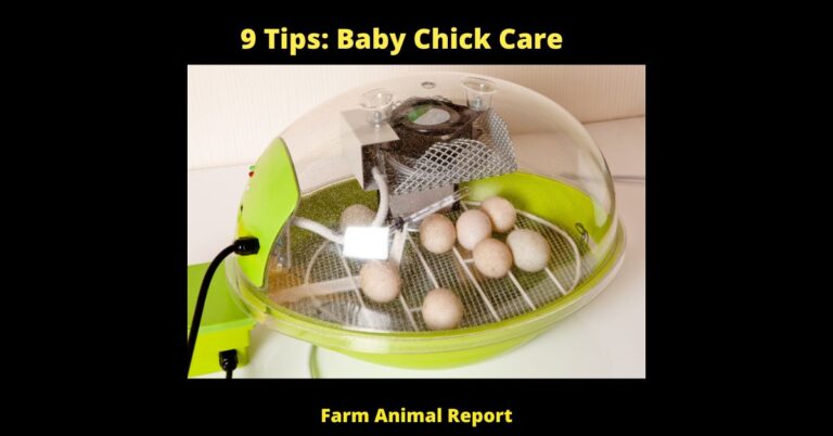 9 Tips: Baby Chick Care