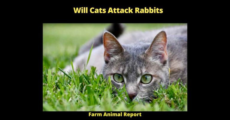 Cat Kill Rabbit Will Cats Attack Rabbits | Rabbits | Rabbit | Cats | Cat | PDF